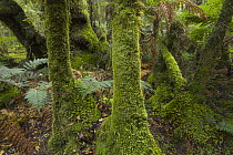 Silver Tree Fern (Cyathea dealbata) and moss covered trees in subtropical rainforest near Fox Glacier, South Island, New Zealand