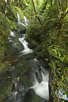 Stream in subtropical rainforest near Fox Glacier, South Island, New Zealand