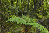 Subtropical rainforest near Fox Glacier, South Island, New Zealand