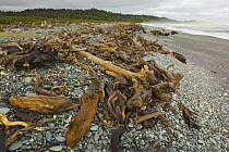 Driftwood on beach, Gillespie's Beach, South Island, New Zealand