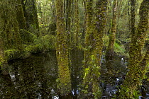 Stream in subtropical rainforest, Westland National Park, South Island, New Zealand