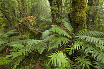 Ferns in subtropical rainforest, Westland National Park, South Island, New Zealand