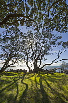 Pohutukawa (Metrosideros excelsa) trees, North Island, New Zealand