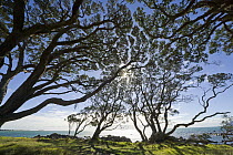 Pohutukawa (Metrosideros excelsa) trees, North Island, New Zealand
