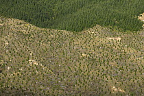Pine (Pinus sp) saplings replanted on steep eroded hills, North Island, New Zealand