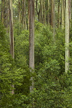 Mountain-ash (Eucalyptus regnans) forest, Otway National Park, Victoria, Australia