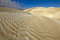 Sand dunes sculpted by wind, Cactus Beach, South Australia, Australia