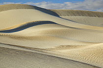 Sand dunes sculpted by wind, Cactus Beach, South Australia, Australia