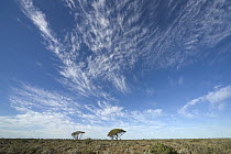 Gum Tree (Eucalyptus sp) pair and cirrus clouds, Nullarbor Plain, Western Australia, Australia