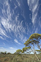 Gum Tree (Eucalyptus sp) group and cirrus clouds, Nullarbor Plain, Western Australia, Australia