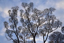Gum Tree (Eucalyptus sp), Western Australia, Australia