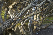 Myrtle Tree (Melaleuca sp) tree trunks in lagoon on beach, Norman's Beach, Western Australia, Australia