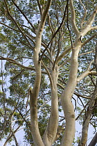 Gum Tree (Eucalyptus sp), Leeuwin Naturaliste National Park, Western Australia, Australia