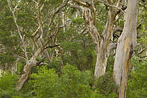 Gum Tree (Eucalyptus sp) forest, Leeuwin Naturaliste National Park, Western Australia, Australia