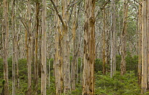 Karri (Eucalyptus diversicolor) forest, Leeuwin Naturaliste National Park, Western Australia, Australia