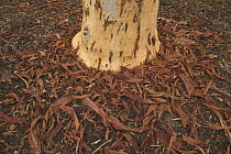 Gum Tree (Eucalyptus sp) trunk with peeled bark, Western Australia, Australia