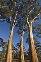 Gimlet Gum (Eucalyptus salubris) trees, Western Australia, Australia