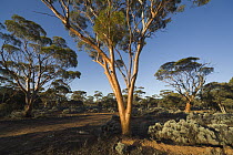 Gimlet Gum (Eucalyptus salubris) trees, Western Australia, Australia
