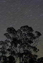 Gum Tree (Eucalyptus sp) at night, Western Australia, Australia