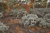 Gimlet Gum (Eucalyptus salubris) trees and shrubs, Western Australia, Australia