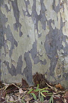 Spotted Iron Gum (Eucalyptus maculata) trunk with indentations left by peeling bark, New South Wales, Australia