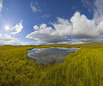Tundra pond, Denali National Park, Alaska