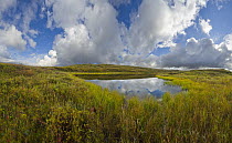 Tundra pond, Denali National Park, Alaska