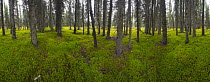 Black Spruce (Picea mariana) grove, Denali National Park, Alaska