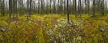 Boreal forest with thick moss and lichens on forest floor, British Columbia, Canada