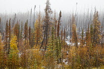Burned coniferous forest after big forest fire with fresh snow on ground, British Columbia, Canada