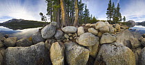 Coniferous trees and massive boulders along Tenaya Lake, Yosemite National Park, California