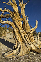 Great Basin Bristlecone Pine (Pinus longaeva), Inyo National Forest, White Mountains, California