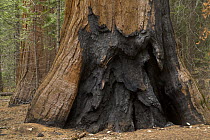 Giant Sequoia (Sequoiadendron giganteum) showing fire damage, Mariposa Grove, Yosemite National Park, California