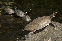 Columbian Slider (Trachemys scripta callirostris) turtle group basking, Medellin, Colombia