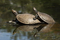Columbian Slider (Trachemys scripta callirostris) turtle pair basking, Medellin, Colombia