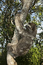 Brown-throated Three-toed Sloth (Bradypus variegatus) held captive for tourists to hold and be photographed, Colombia
