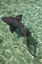 Shark (Apristurus sp) in aquarium, Rosario Islands, Colombia