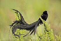 Long-tailed Widow (Euplectes progne) male in breeding plumage, South Africa