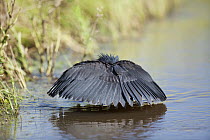 Black Heron (Egretta ardesiaca) fishing by using wings to make an umbrella which casts a shadow over the water, Marievale, South Africa