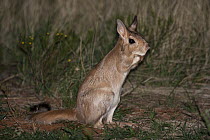 Spring Hare (Pedetes capensis) at night, Kalahari, Northern Cape, South Africa