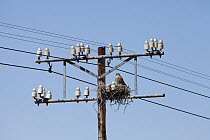 Greater Kestrel (Falco rupicoloides) on nest on electricity pole, Northern Cape, South Africa