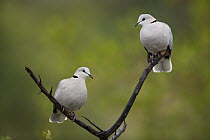Ring-necked Dove (Streptopelia capicola) pair, Limpopo, South Africa