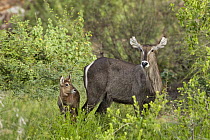 Waterbuck (Kobus ellipsiprymnus) female and young calf, Mapungubwe National Park, South Africa