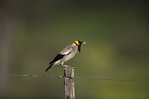 Wattled Starling (Creatophora cinerea) male in breeding plumage, Northern Cape, South Africa