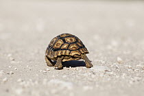Leopard Tortoise (Geochelone pardalis) baby walking on road, Northern Cape, South Africa
