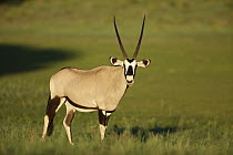 Gemsbok (Oryx gazella), Kalahari, Northern Cape, South Africa