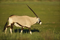 Gemsbok (Oryx gazella), Kalahari, Northern Cape, South Africa