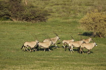 Gemsbok (Oryx gazella) herd running, Kalahari, Northern Cape, South Africa