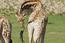 South African Giraffe (Giraffa giraffa giraffa) male licking tail, Kalahari, Northern Cape, South Africa