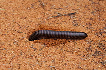 Millipede (Julus sp) digging hole, Kalahari, Northern Cape, South Africa